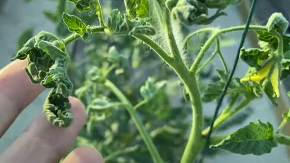 Обрабатывать томаты нужно либо рано утром, либо уже вечером