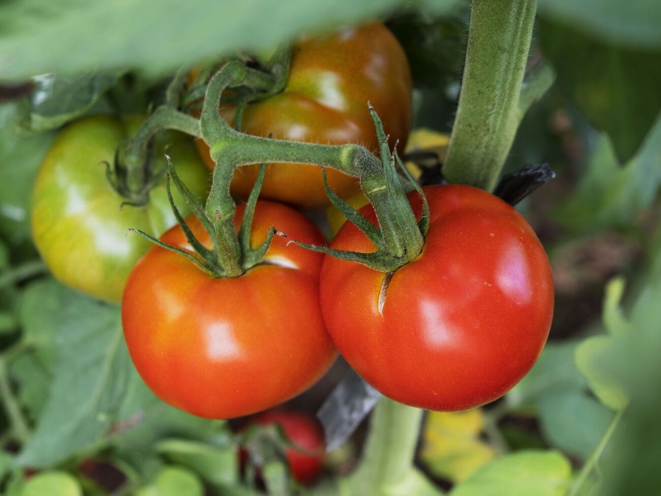 Томаты созреют стремительно