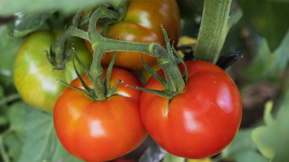 Томаты созреют стремительно