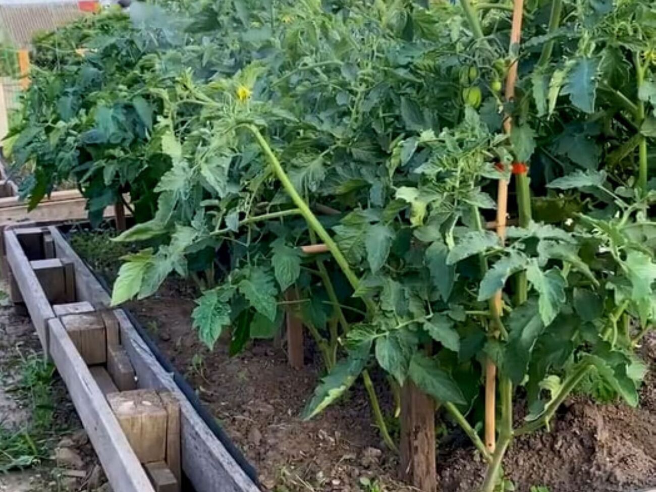 Огородник порекомендовал не терять времени и обработать томаты уже сейчас