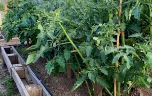 Огородник порекомендовал не терять времени и обработать томаты уже сейчас