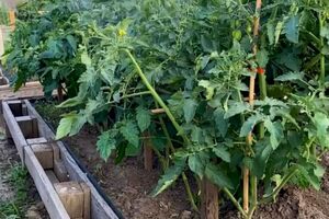 Огородник порекомендовал не терять времени и обработать томаты уже сейчас