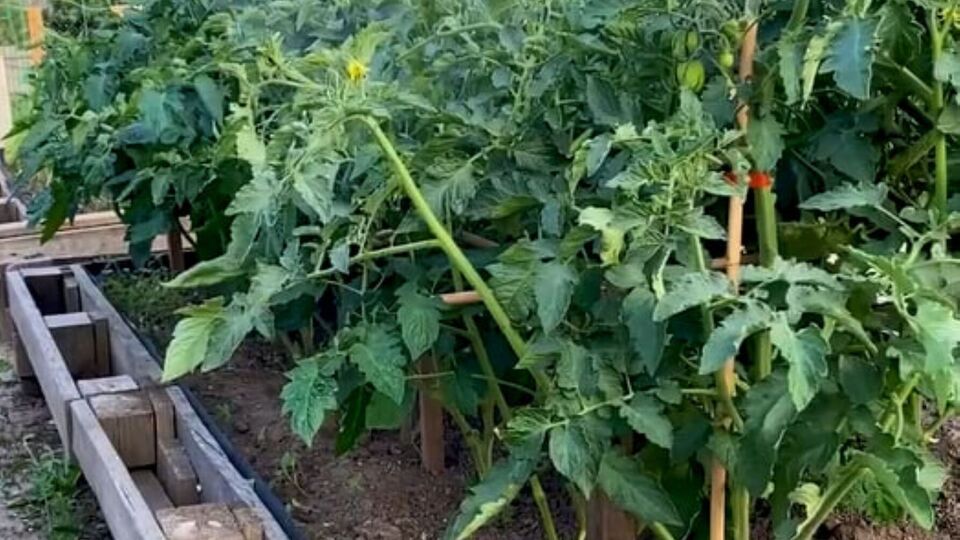 Огородник порекомендовал не терять времени и обработать томаты уже сейчас