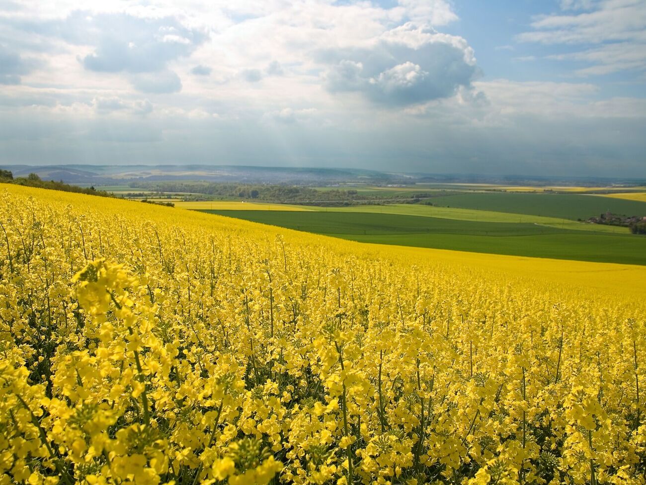 Вместо увеличения производства можно ожидать сокращения посевных площадей под этими культурами, отмечается в материале УНИАН