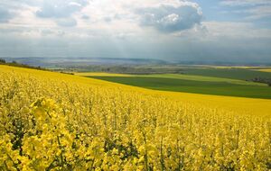 Вместо увеличения производства можно ожидать сокращения посевных площадей под этими культурами, отмечается в материале УНИАН