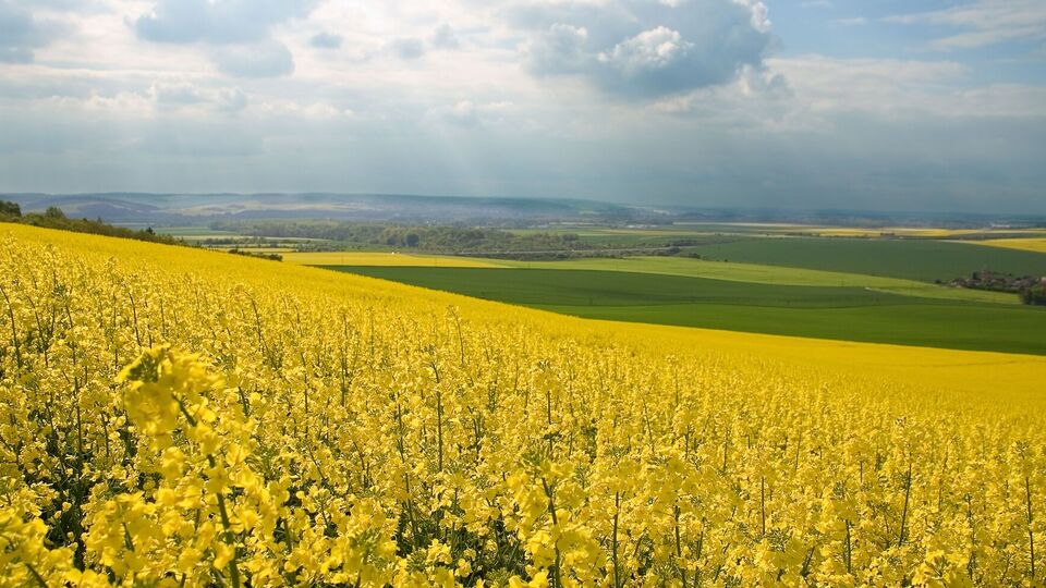 Вместо увеличения производства можно ожидать сокращения посевных площадей под этими культурами, отмечается в материале УНИАН