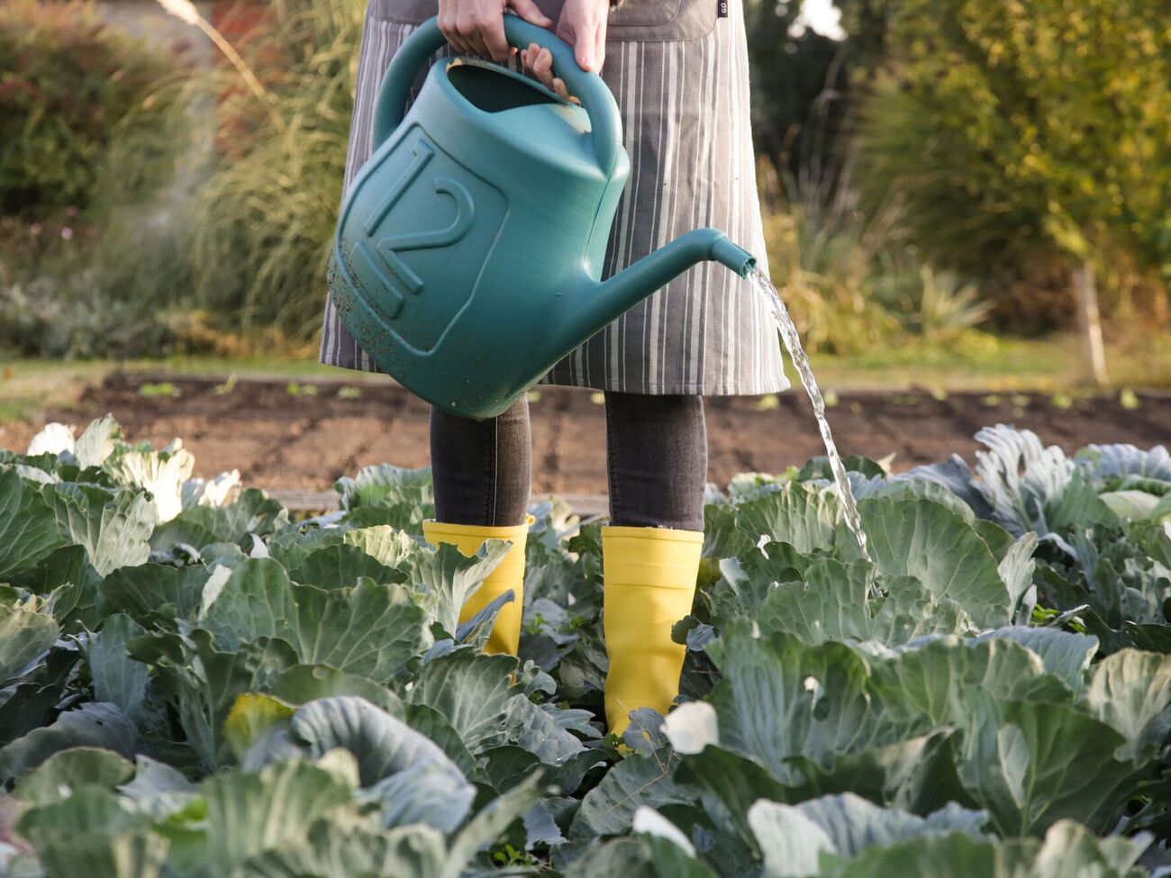 Капусте для формирования кочанов нужен кальций