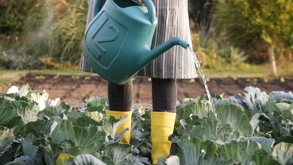 Капусте для формирования кочанов нужен кальций