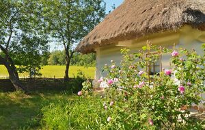 По традиции, на праздник Троицы храмы и дома украшают зелеными ветвями и ароматными травами