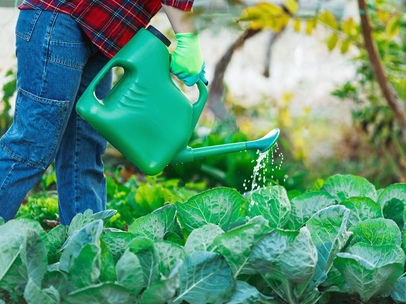 Высаживать рассаду капусты лучше всего вечером или в пасмурную погоду