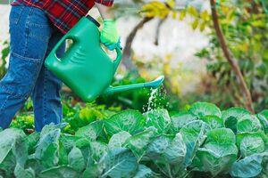 Высаживать рассаду капусты лучше всего вечером или в пасмурную погоду