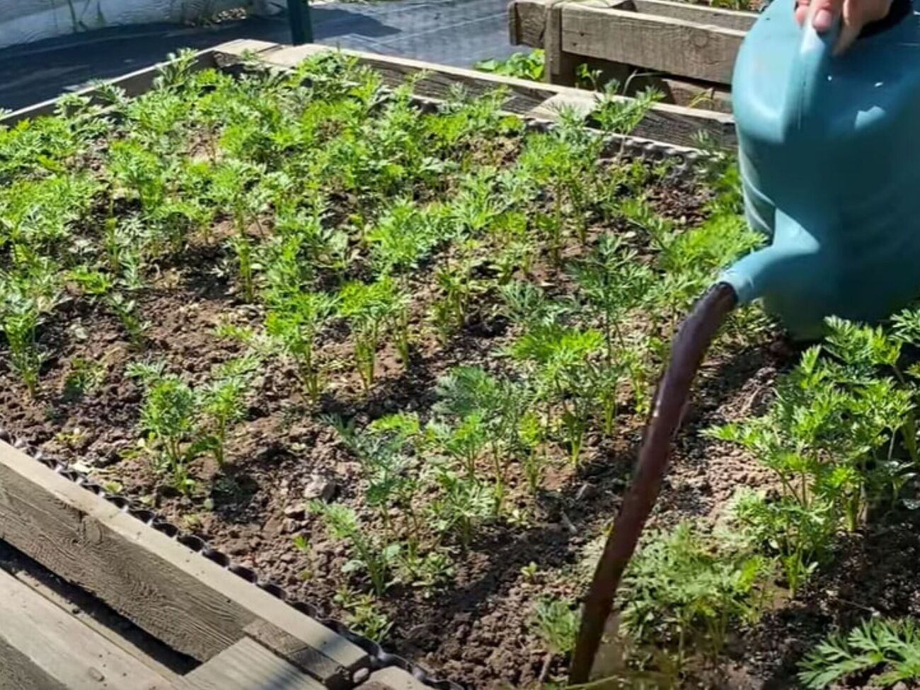 Гумат калію активує ріст і розвиток кореневої системи