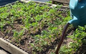 Гумат калію активує ріст і розвиток кореневої системи