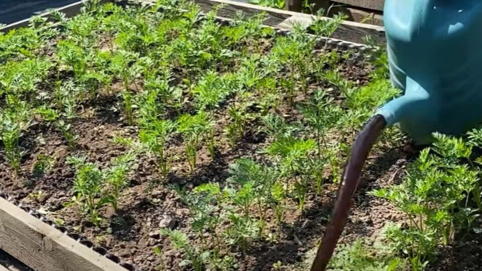 Гумат калия активирует рост и развитие корневой системы