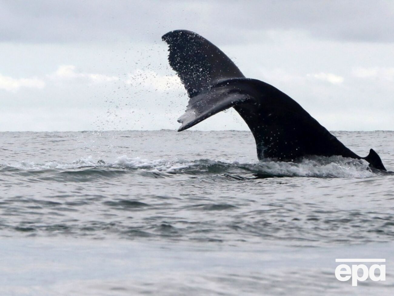 Потемнение океанических вод повлияет на живые организмы в них