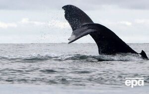 Потемнение океанических вод повлияет на живые организмы в них