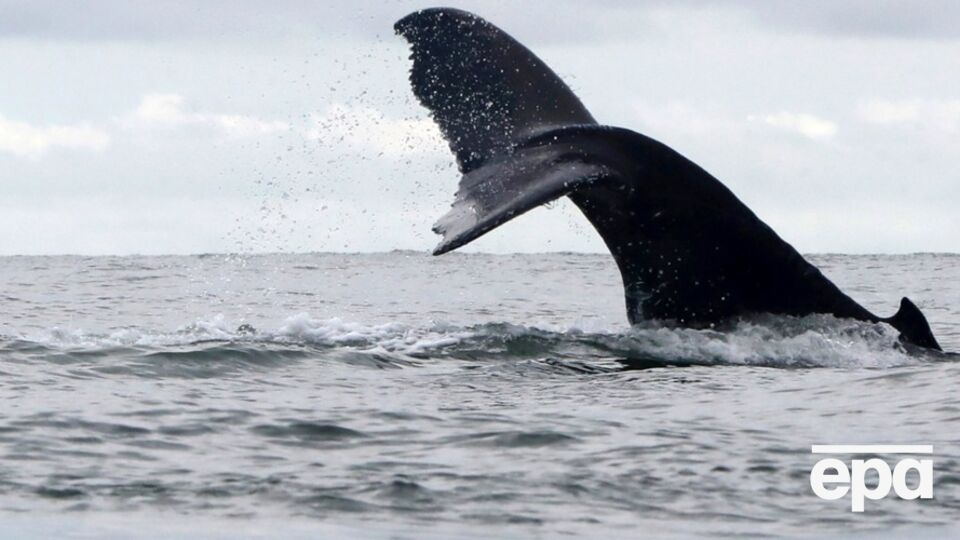 Потемнение океанических вод повлияет на живые организмы в них