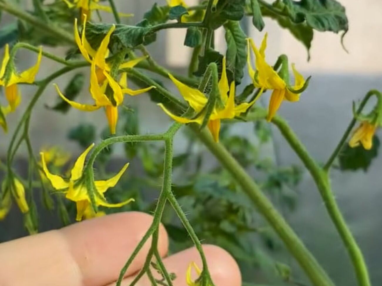 Чтобы все цветы опылились, стебли нужно потрусить