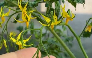 Чтобы все цветы опылились, стебли нужно потрусить