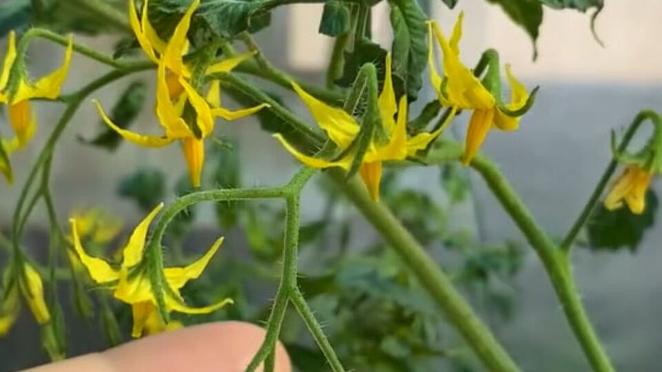 Чтобы все цветы опылились, стебли нужно потрусить