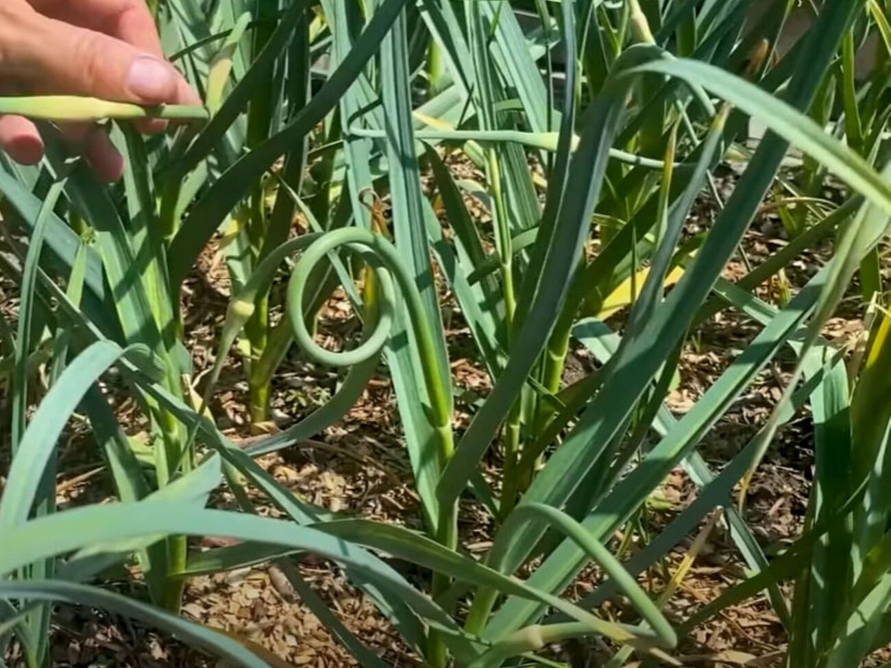 Стрелки с чеснока лучше всего срезать рано утром