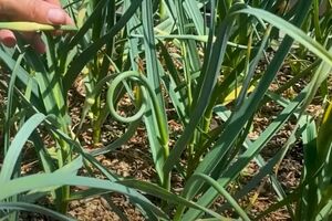 Стрілки із часнику найкраще зрізати вранці