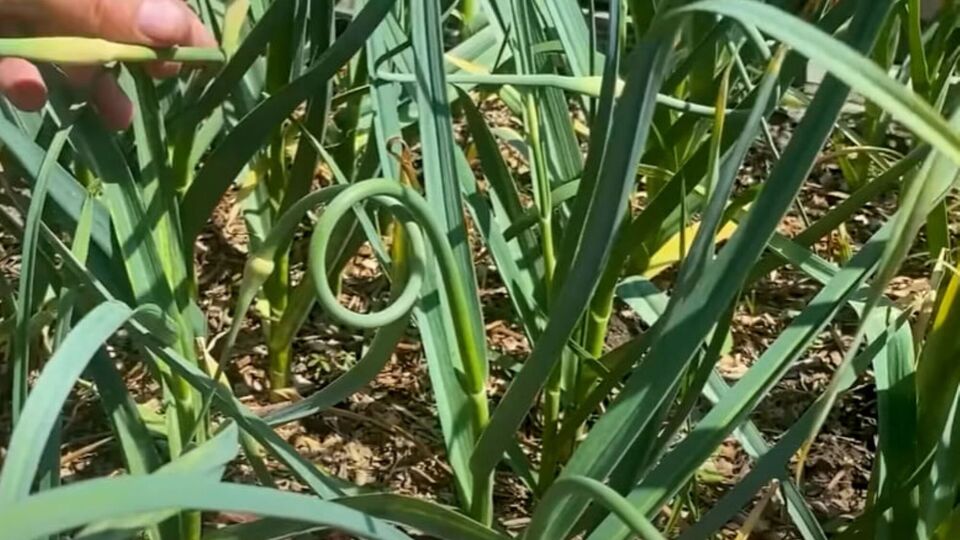 Стрелки с чеснока лучше всего срезать рано утром