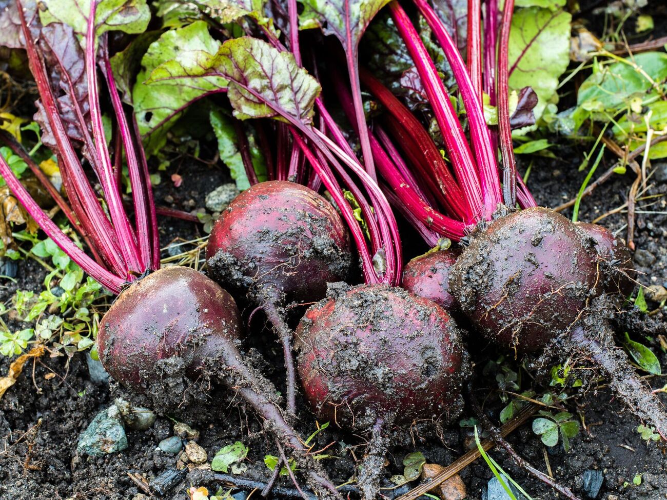 Для подкормки свеклы можно приготовить раствор из золы