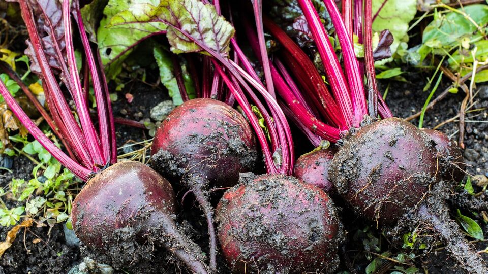 Для подкормки свеклы можно приготовить раствор из золы