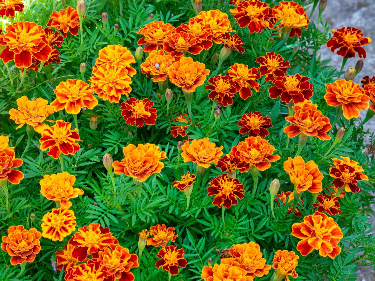 Бархатцы являются мощным натуральным средством против вредителей