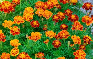 Бархатцы являются мощным натуральным средством против вредителей