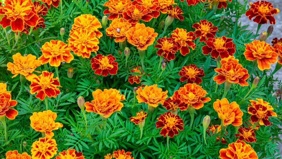 Бархатцы являются мощным натуральным средством против вредителей