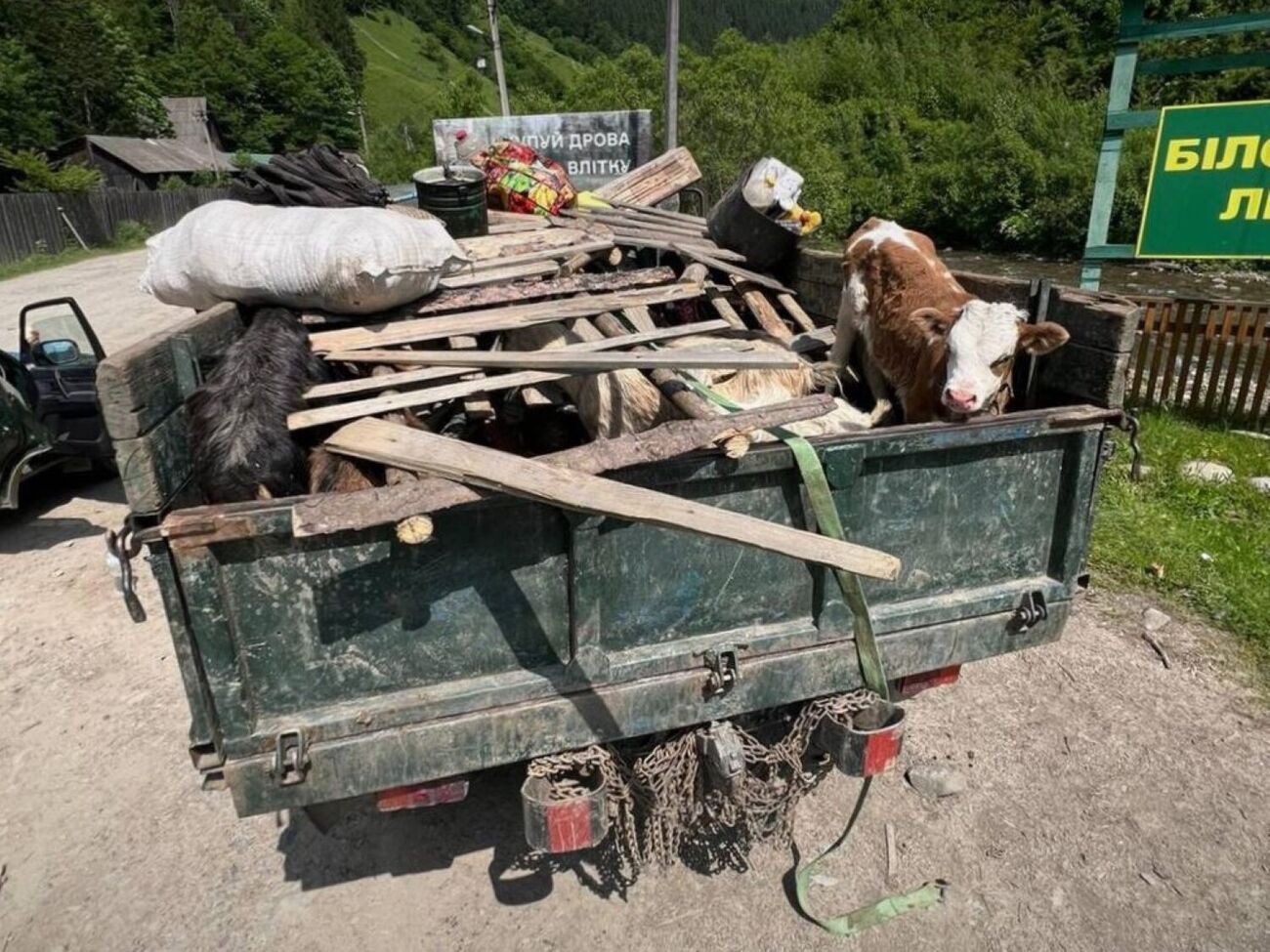 Четверо мужчин, которые, вероятно, хотели уехать из Украины, размещались в днище под тремя свиньями, двумя козами и теленком