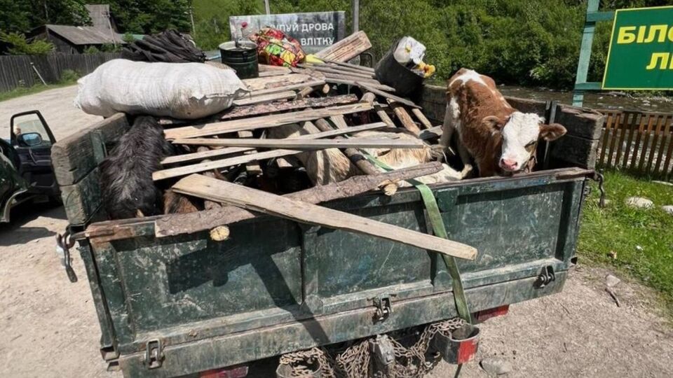 Четверо чоловіків, які, ймовірно, хотіли виїхати з України, розміщувалися у днищі під трьома свинями, двома козами й телям