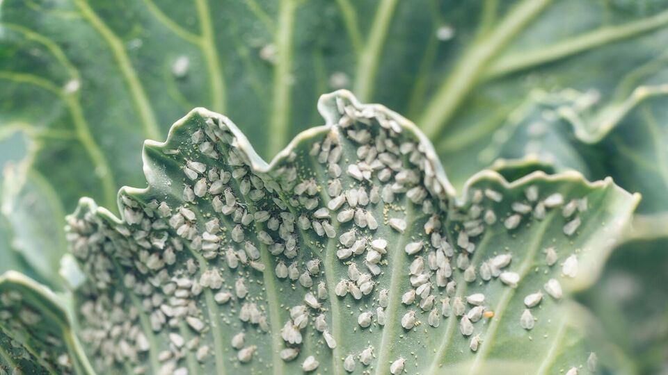 В качестве профилактики появления белокрылки можно использовать агроволокно