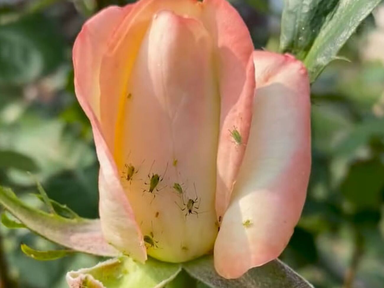 Обрабатывать розы нужно рано утром