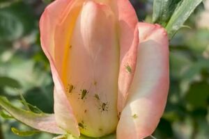 Обробляти троянди потрібно рано-вранці