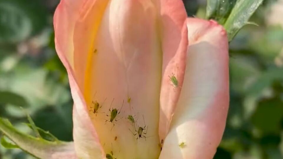 Обрабатывать розы нужно рано утром