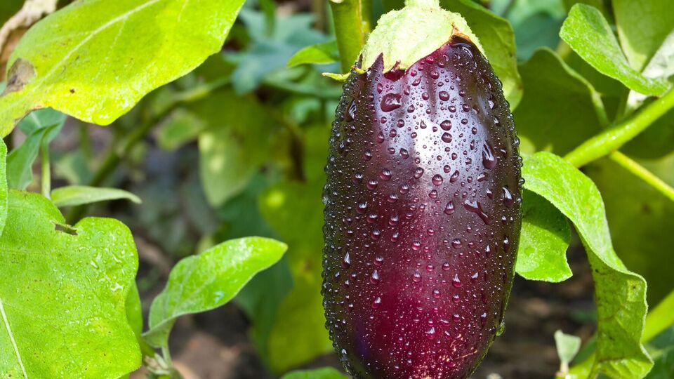 Баклажаны поливают теплой водой
