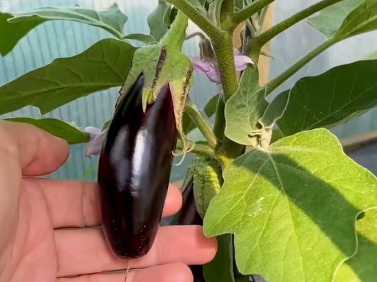 Чтобы каждый цветок превратился в плод, необходимо вручную провести опыление