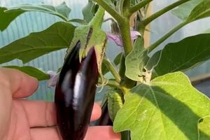 Чтобы каждый цветок превратился в плод, необходимо вручную провести опыление