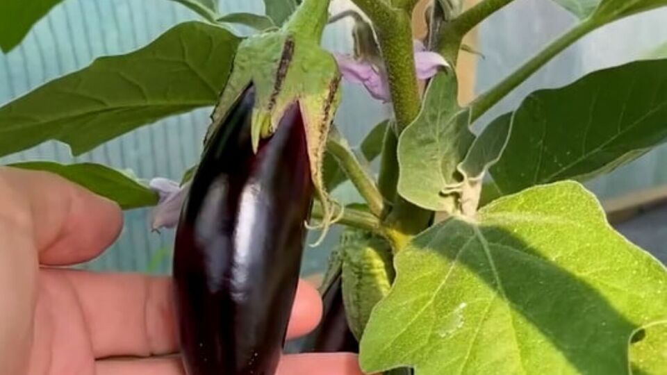 Чтобы каждый цветок превратился в плод, необходимо вручную провести опыление