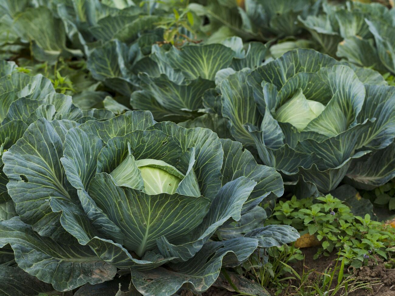 Огородница посоветовала обрезать поврежденные или пожелтевшие листья