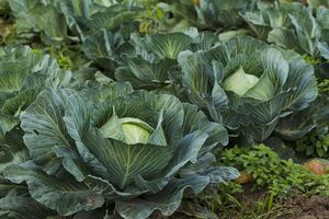 Городниця порадила обрізати пошкоджене або пожовкле листя