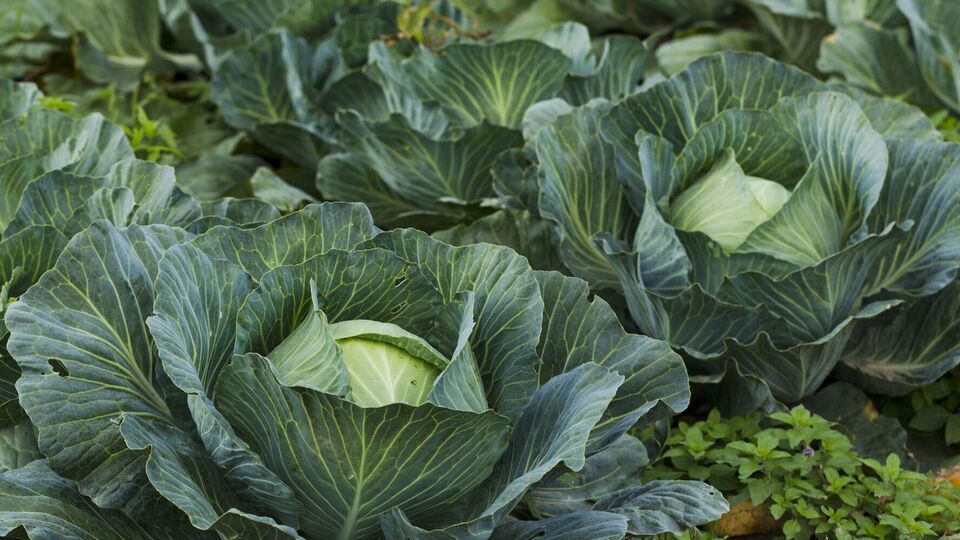 Городниця порадила обрізати пошкоджене або пожовкле листя