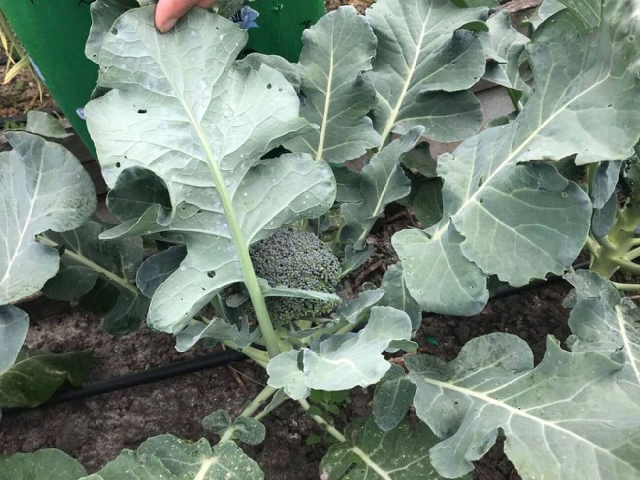 Если капусту не обработать от белокрылки, кочаны не завяжутся