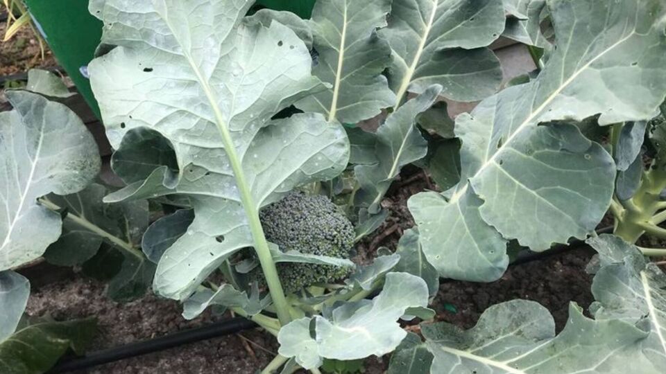 Если капусту не обработать от белокрылки, кочаны не завяжутся