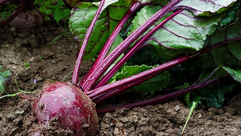 Свекла будет иметь яркий вкус