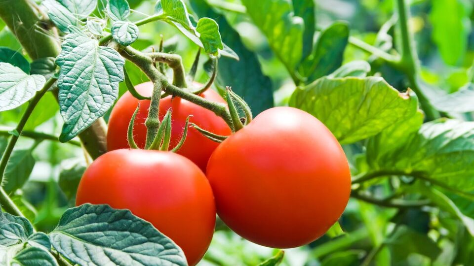 Томаты вырастут очень вкусными при правильно соблюдаемых условиях