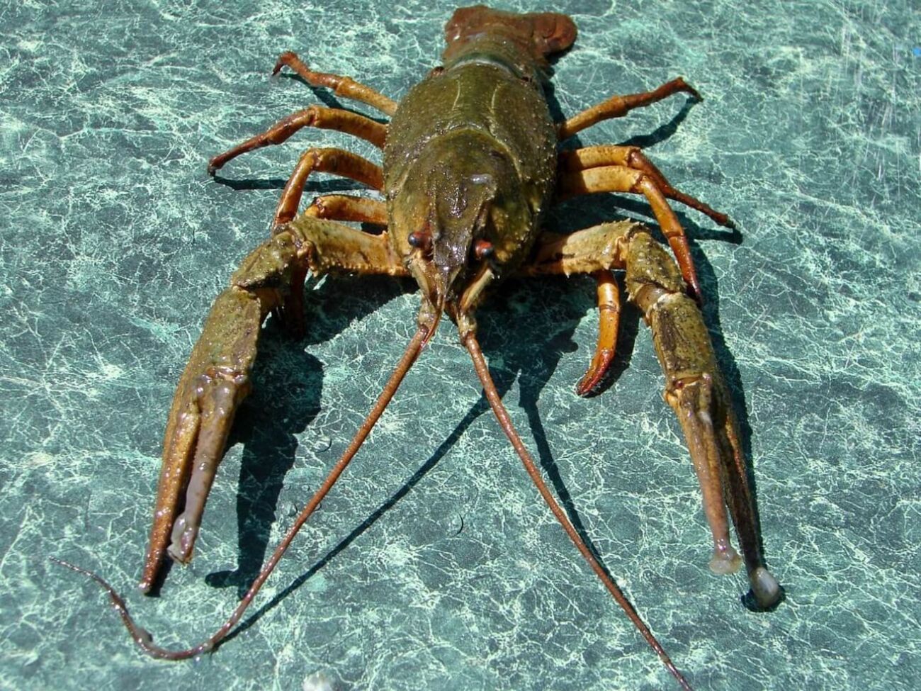 В министерстве напомнили о минимальном размере рака, которого разрешено ловить в водоемах Украины